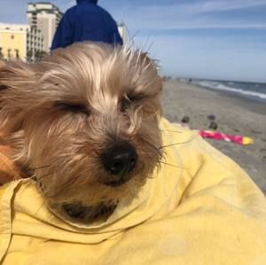 Meet your Posher, Debbie lewis